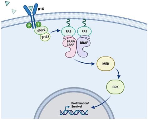 Cancers Free Full Text Mutations In The Serine Threonine Kinase