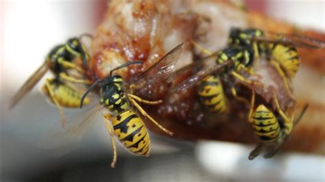 Why Do We Hate Wasps And Love Bees Bbc News