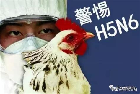 柬埔寨報告h5n6禽流感病例 每日頭條