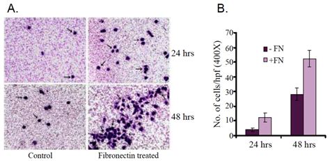 Figure11 A Fibronectin Treated And Untreated Control K562 Cells Download Scientific