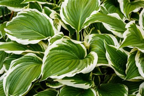 Variegated Plants Everything You Need To Know Plantura