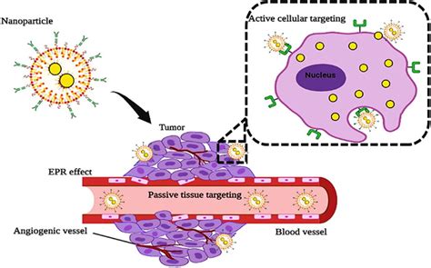 Illustration Of The Passive And Active Tumor Targeting By Nanoparticle Download Scientific