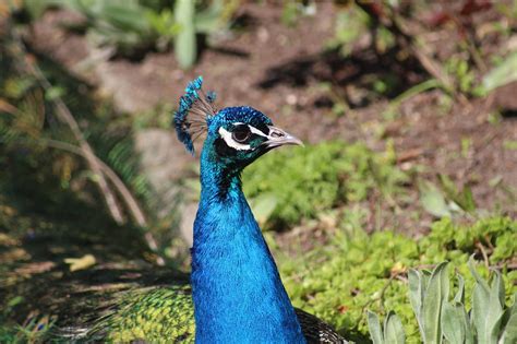 Burung Alam Margasatwa Foto Gratis Di Pixabay Pixabay