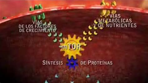 Servicio de noticias en salud Al Día Descubren un mecanismo del