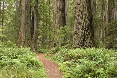 Redwood Trees with Hiking Trail. Stock Photo - Image of rainfall, california: 4763240