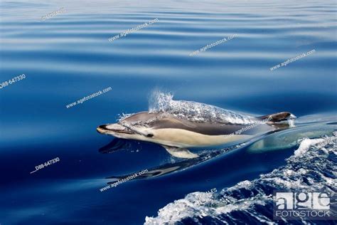 Common Dolphin In The Strait Of Gibraltar Delphinus Delphis Stock