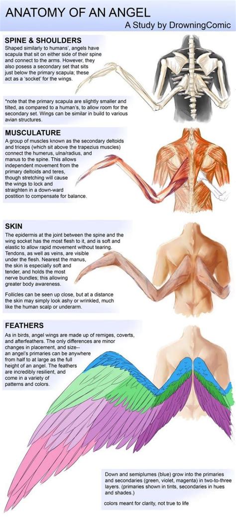 Winged People Anatomy