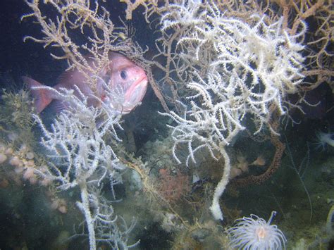 Discovering The Artificial Reefs Of The Florida Gulf Coast