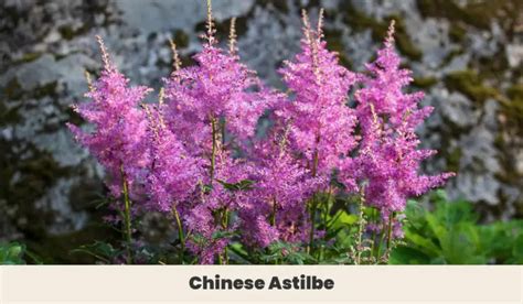 15 Purple Flowering Perennials with Pictures + Growing Guide