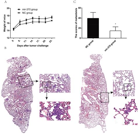 Oncotarget Microrna 370 Inhibits The Growth And Metastasis Of Lung