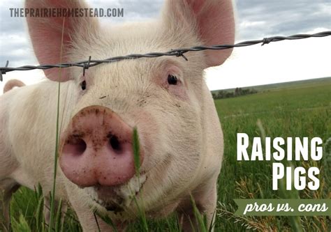 Raising Pigs: Pros & Cons | The Prairie Homestead