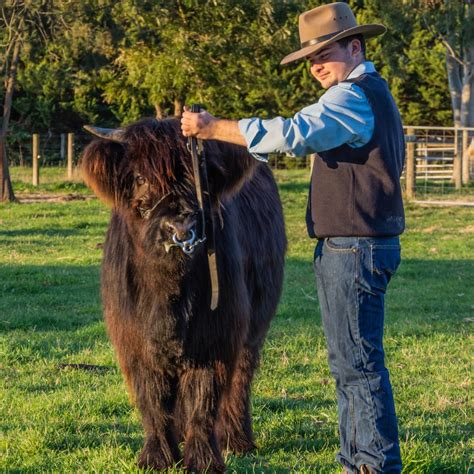 About Highland Cattle - Freddie and Rocky