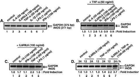 The Effect Of Various Cytokines On Inos Mrna Expression In B16 F10 9 Download Scientific