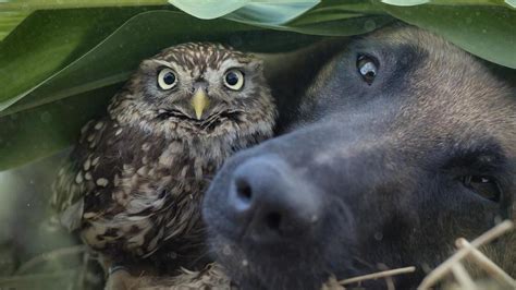 Fot Grafa Registra Amizade Entre Um Cachorro E Uma Coruja