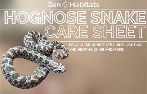 Hognose Snake Care Sheet & Enclosures – Zen Habitats