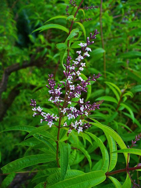 Grow Tasty Lemon Verbena