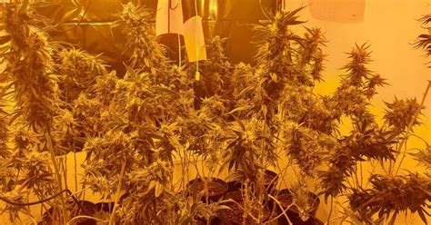 Huge Cannabis Farms Found Containing Almost 500 Plants Liverpool Echo