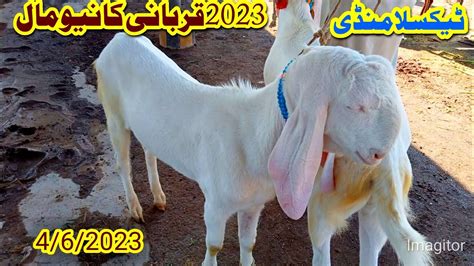 Bakra Mandi Taxila Latest Update June