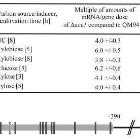 Transcription Analysis Of Carbon Source Dependent Regulation Of Xyr1