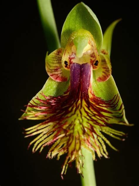 10 Most Beautiful Orchids In The World - Envirevo Agritech