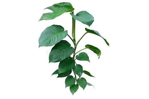 Tropical Vine Epipremnum Aureum with Variegated Leaves Stock Photo ...