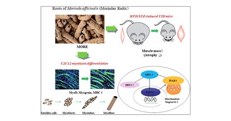 Effects Of Root Extract Of Morinda Officinalis In Mice With High Fat