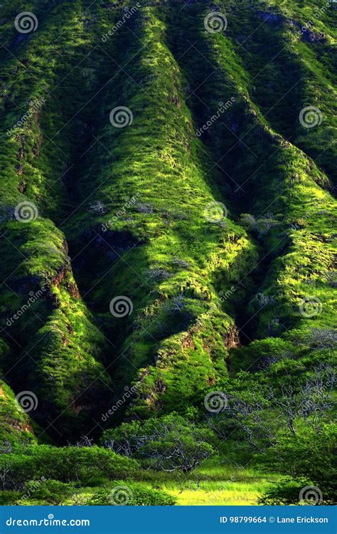 Lush Green Mountain Tropical Foliage Stock Photo Image Of Countryside