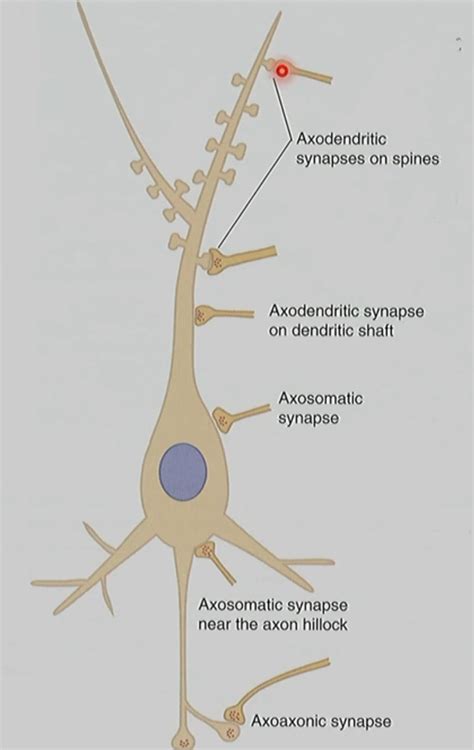 Biopsychologie Vl Abb Positionierung Von Synapsen Diagram Quizlet