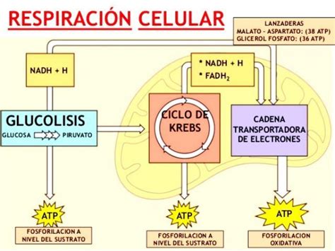 Fases De La Respiracion Celular Respiracion Celular Biologia Images