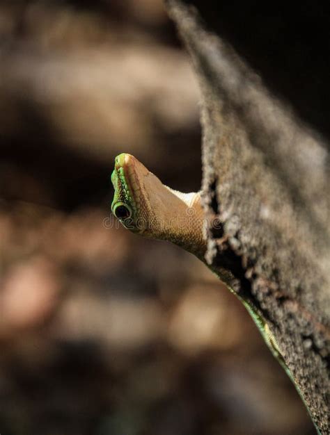 Het Reuze Groene Gekko Verbergen Achter Een Boom Kirindy Bos