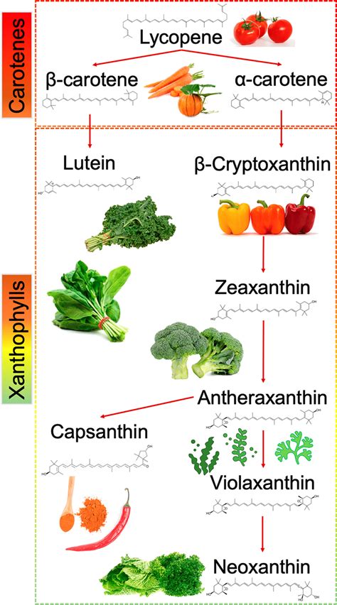 Biosynthesis And Main Sources Of Carotenoids Download Scientific Diagram