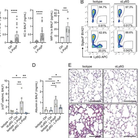 Longchain Polyphosphates Cause Neutrophildependent Lung Injury In