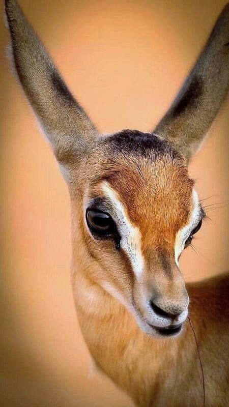 An Antelope With Very Long Horns Looks At The Camera While Standing In