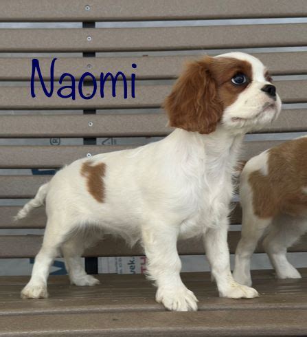 Cavalier Puppies for Sale - Twin Oaks Puppies