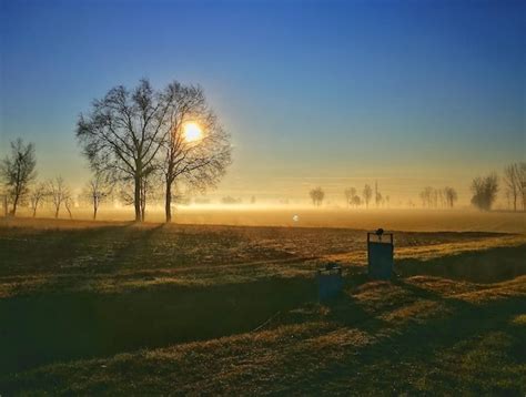 Premium Photo Bare Tree On Field Against Clear Sky