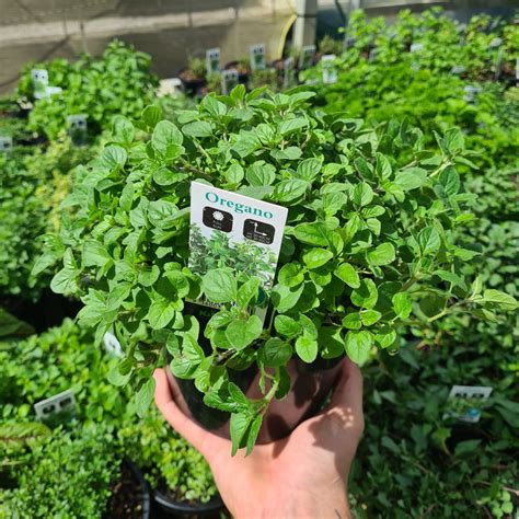 Advanced Assorted Oregano 175mm Kingdom Wholesale Nursery