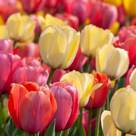 Tulip Bulbs Item 1272 Sorbetto For Sale Colorblends® Tulip Bulbs Tulips Flowers