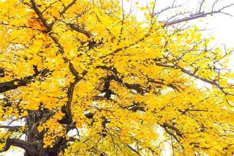 Yellow ginkgo biloba leaves tree in autumn 9292831 Stock Photo at Vecteezy