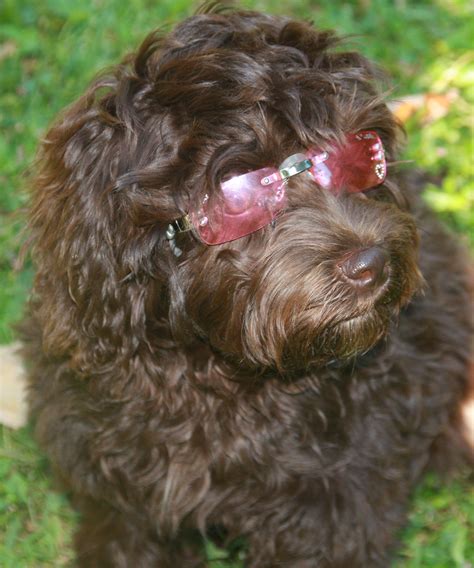 Chocolate Labradoodle / Chocolate Australian Labradoodle | Ashford Manor Labradoodles ...