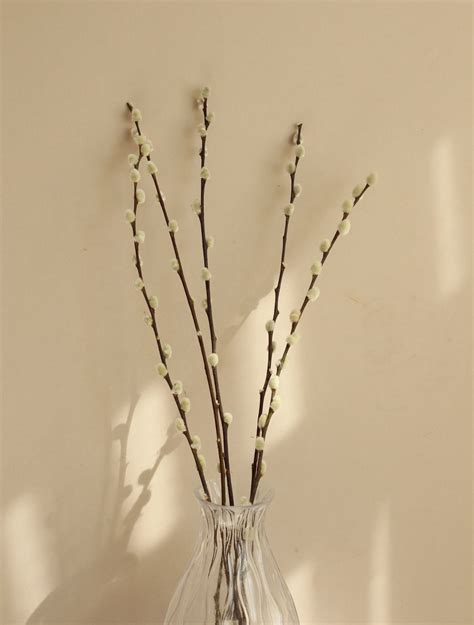 Dried Pussy Willow Stems Naturally Dried Willow Tree Stems Natural Home