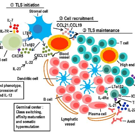 Potential Of Cells And Cytokineschemokines To Regulate The Induction