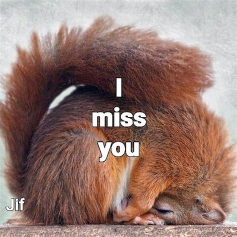 Dramatic Squirrel Meme