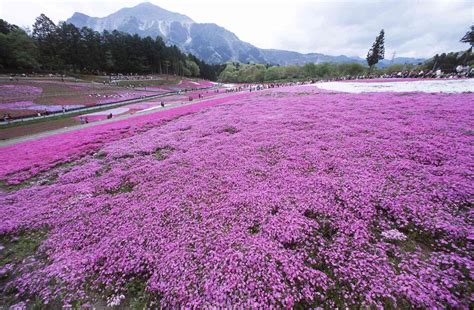 15 Best Evergreen Ground Cover Plants