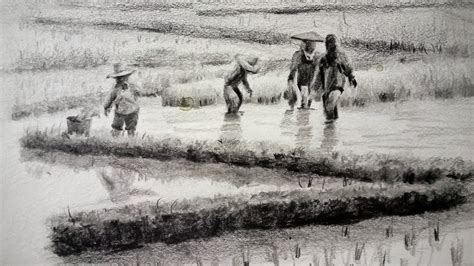 Flavour Of Assam How To Draw A Beautiful Paddy Field Scenary With