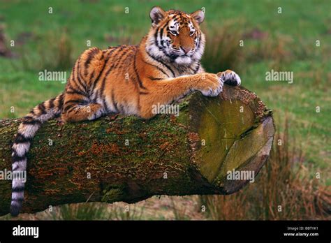 Tiger Claw Tree Hi Res Stock Photography And Images Alamy