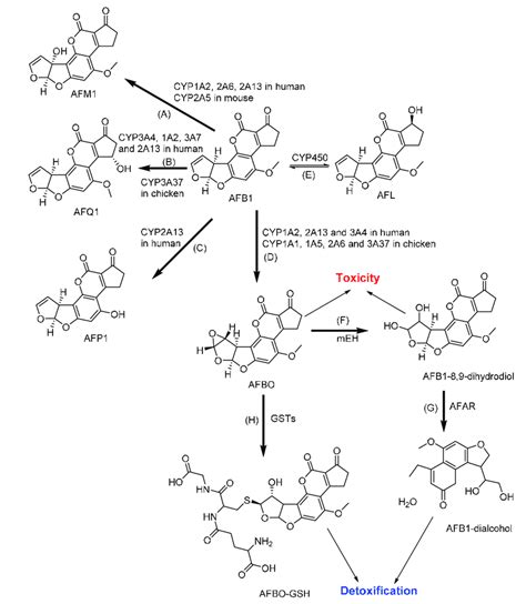 The Major Metabolic Pathways Of Aflatoxin B1 Afb1 A Aflatoxin M1