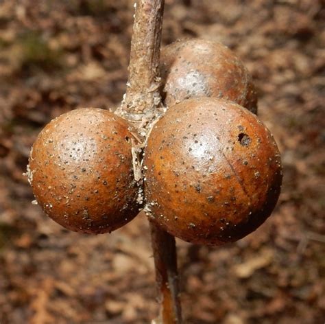 Round Bullet Gall Wasp Disholcaspis Quercusglobulus Inaturalist