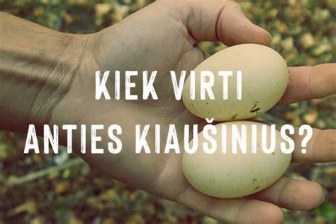 Kiek Virti Anties Kiau Inius Virimo Laikas