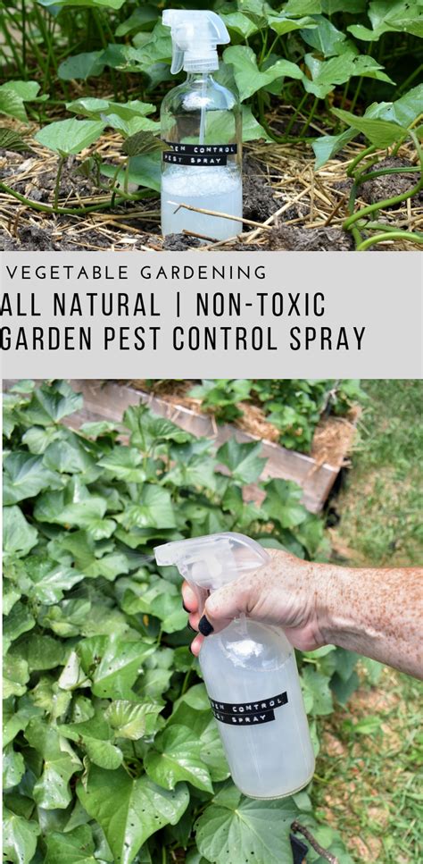 Organic Pest Control Garden Spray Recipe Artofit