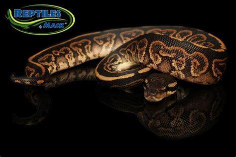 Ball Python Care Sheet – Reptiles by Mack